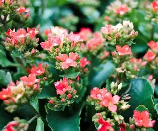 Fleurs de kalanchoe orange