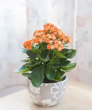 Fleurs de kalanchoe orange