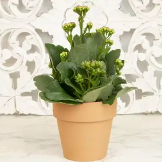 Quand mon kalanchoe fleurira-t-il ? Nous demandons aux experts