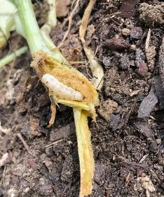 foreur de la vigne de courge