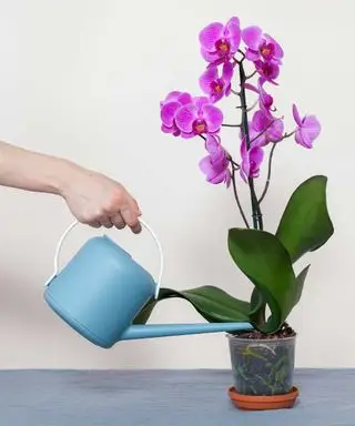 regando uma orquídea