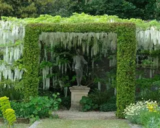 Auf einer Pergola blüht eine Masse weißer Glyzinien, darunter eine kleine Statue.