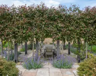 Pergola über einem Essbereich auf der Außenterrasse mit darum herum gepflanzten Bäumen, entworfen von Fi Boyle Garden Design