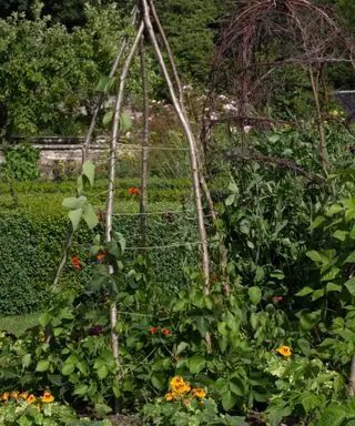 שתילה נלווית כרעיון גן בר קיימא