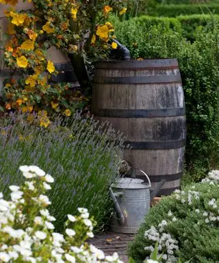 בדל מים משמש לאיסוף מי גשמים לגינה בת קיימא