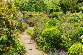 גבולות נטועים בצפיפות עם פרחים וכדורי קופסה בגן קוטג