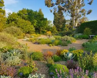 גינת חצץ עם שתילה עמידה לבצורת בקיץ
