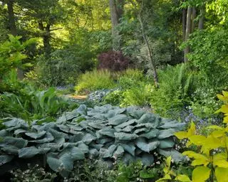 צורת עלווה ומרקם מצמחים אוהבי צל בגן חורש