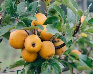 תפוחי מורשת מהמטע ב-Le Manoir aux quat