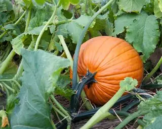 citrouille poussant parmi les feuilles dans un jardin