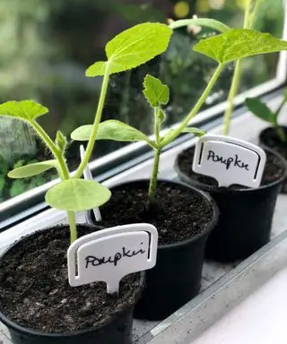 jeunes plants de citrouille en pots à l'intérieur