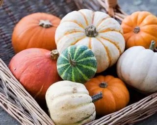 Quand planter des citrouilles – pour une récolte exceptionnelle à temps pour Halloween
