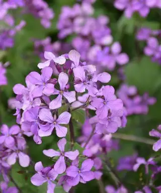 fleurs de phlox des bois