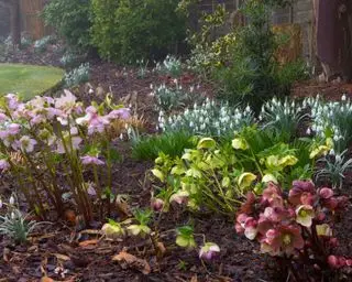 perce-neige plantés dans un jardin d'hiver bordé d'hellébores