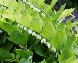 fleurs blanches de Salomon