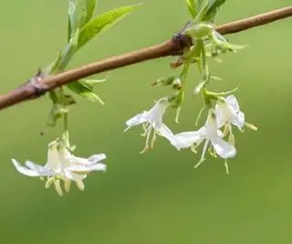 Fiore di caprifoglio