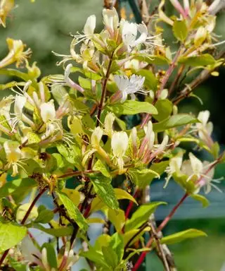 Scalatore di caprifoglio