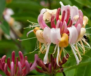 Caprifoglio 'Serotina