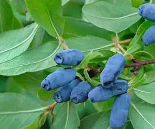 Bacche di caprifoglio blu