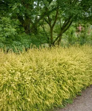 Arbusto di caprifoglio