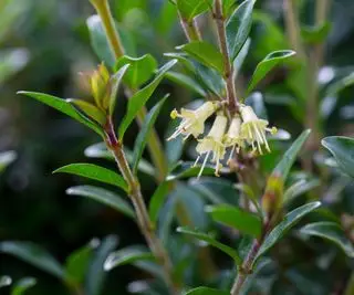 Fiore di caprifoglio