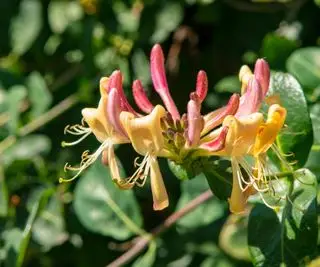 10 meilleurs chèvrefeuilles – pour le parfum et les fleurs même en hiver