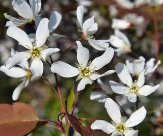 flores brancas de serviceberry (Amelanchier laevis)