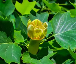 Folhas e flores de Liriodendron tulipifera (choupo tulipa)