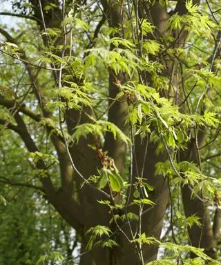 I migliori alberi per il cambiamento climatico: 7 scelte per abbellire il tuo giardino e aiutare il pianeta