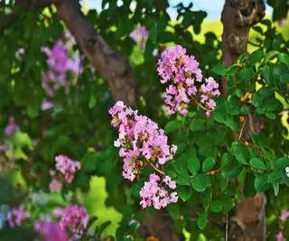 Crepe Myrtle Crepúsculo