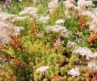 Tapetplener – hva er de, og bør du ha en i hagen din?