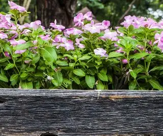 impatiens dans une jardinière en bois