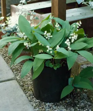 plantes de muguet en pot