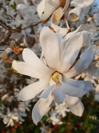 Magnolia Stellata ou étoile royale avec de grandes fleurs blanches au printemps dans un jardin