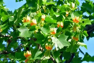 Gros plan du tulipier ou du peuplier (Liriodendron tulipifera) en fleur