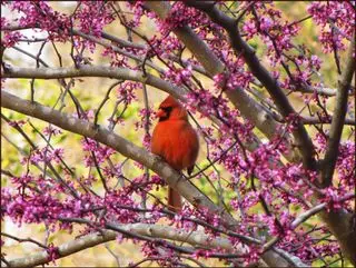 Cardinal mâle sur un arbre Redbud en fleurs