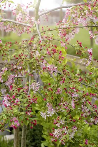 Belles fleurs et bourgeons roses et blancs de pomme de crabe de printemps dans le doux soleil