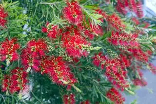 Goupillon rouge, Callistemon en fleur