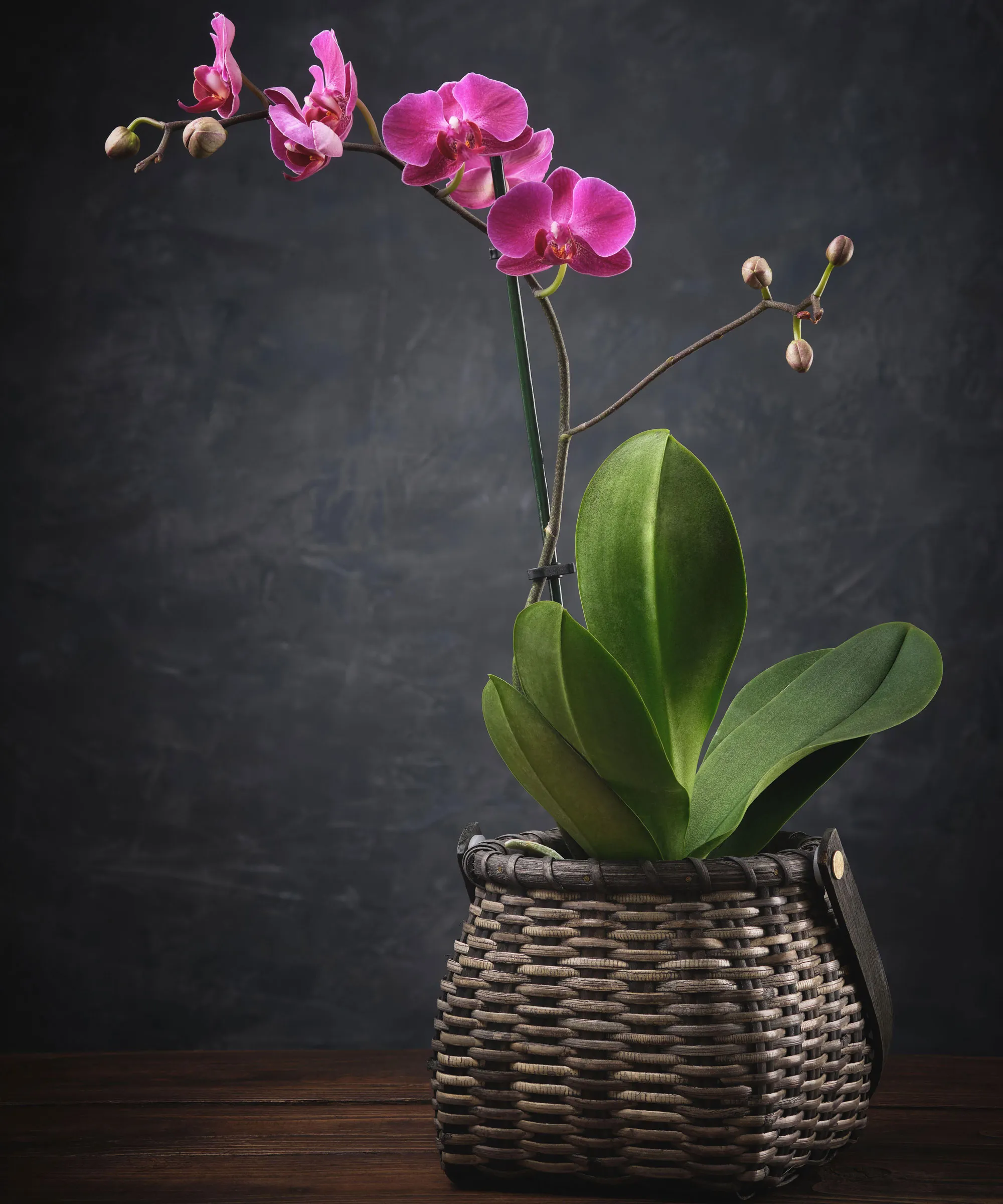 黒い背景に枝編み細工品ポットにピンクの胡蝶蘭の花' loading='lazy' title=