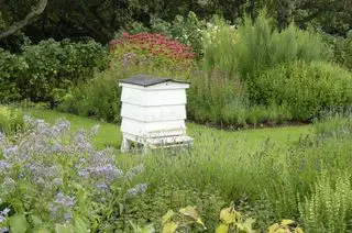 Bienenstock im Kräutergarten mit Lavendel, Borretsch, Minze, Rosmarin und Thymian