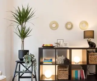 Dragetre i potte i stua