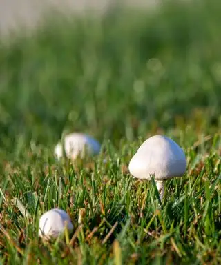 Cómo lidiar con los anillos de hadas en el césped: formas simples y profesionales de deshacerse del problema