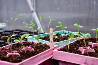 Quand planter des graines de zinnia – pour un spectacle audacieux et magnifique