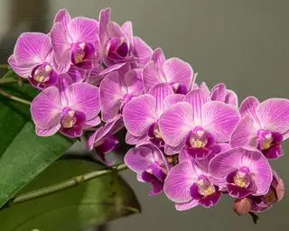 Orchidée Phalaenopsis ou orchidée papillon