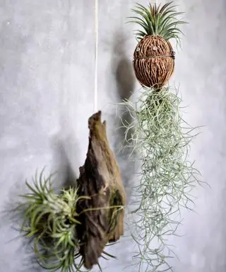 plantes aériennes, Tillandsia, dans des jardinières suspendues