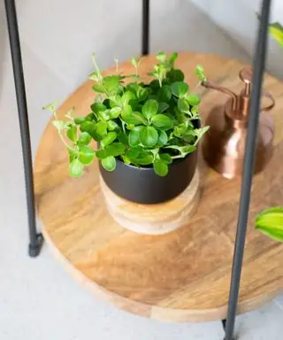 Peperomia rotundifolia ou plante de jade traînante