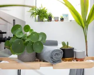 Usine d'argent chinois dans une salle de bains