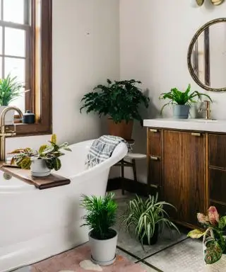 Meilleures plantes de salle de bain – 10 qui prospèrent dans les environnements humides