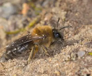 Zmielona pszczoła w błocie