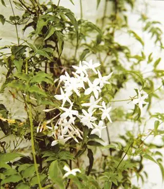 gelsomino estivo jasminum officinale in fiore contro un muro bianco